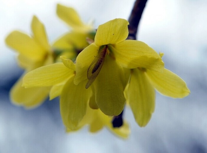 Berberine and Neuropathy.